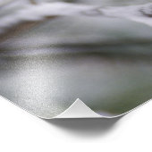 Blaue Jay, Cyanocitta cristata Fotodruck (Ecke)