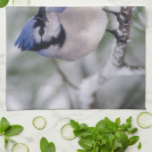 Blaue Jay, Cyanocitta cristata Geschirrtuch (Gefaltet)