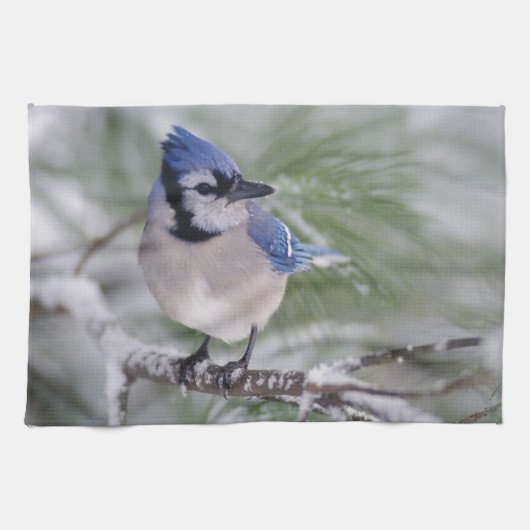 Blaue Jay, Cyanocitta cristata Geschirrtuch (Horizontal)