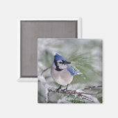 Blaue Jay, Cyanocitta cristata Magnet (Vorderseite/Rückseite)