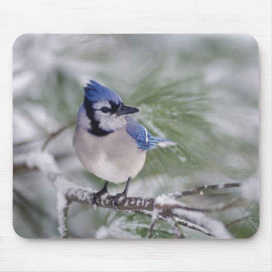 Blaue Jay, Cyanocitta cristata Mousepad (Vorne)