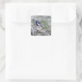 Blaue Jay, Cyanocitta cristata Quadratischer Aufkleber (Tasche)