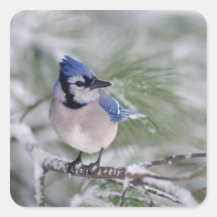 Blaue Jay, Cyanocitta cristata Quadratischer Aufkleber
