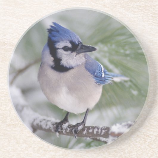 Blaue Jay, Cyanocitta cristata Sandstein Untersetzer (Vorne)
