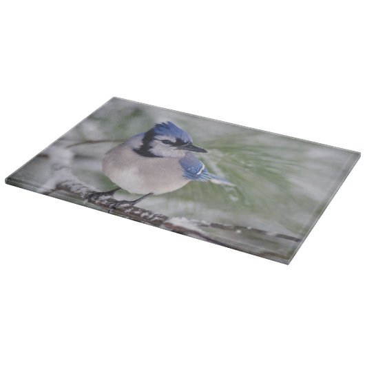 Blaue Jay, Cyanocitta cristata Schneidebrett (Ecke)