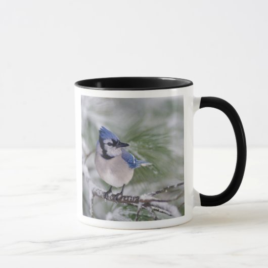 Blaue Jay, Cyanocitta cristata Tasse (Rechts)