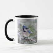 Blaue Jay, Cyanocitta cristata Tasse (Links)