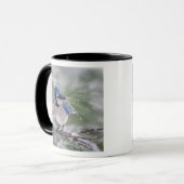 Blaue Jay, Cyanocitta cristata Tasse (Vorderseite Links)