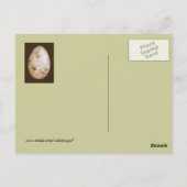 Blaue Jay-Eier mit Blaubeeren-Postkarte Postkarte (Rückseite)