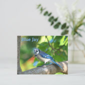 Blaue Jay Fotografie individuell anpassbar Postkarte (Stehend Vorderseite)