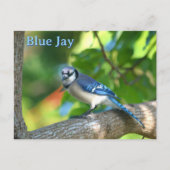 Blaue Jay Fotografie individuell anpassbar Postkarte (Vorderseite)