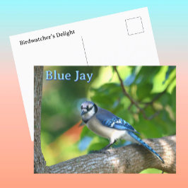 Blaue Jay Fotografie individuell anpassbar Postkarte