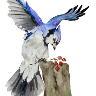 Blaue Jay Gepäckanhänger