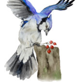 Blaue Jay Getränkeuntersetzer