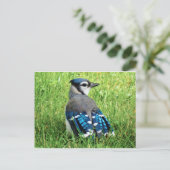 Blaue Jay im Gras Postkarte (Stehend Vorderseite)