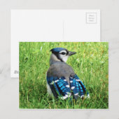 Blaue Jay im Gras Postkarte (Vorne/Hinten)