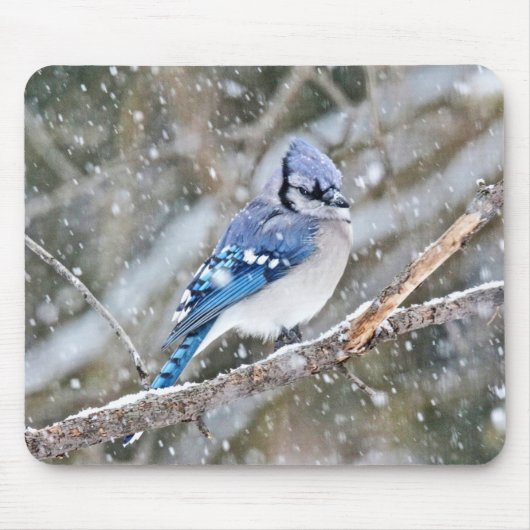 Blaue Jay im Schneesturm Mousepad (Vorne)