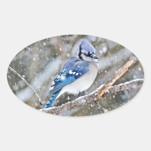Blaue Jay im Schneesturm Ovaler Aufkleber