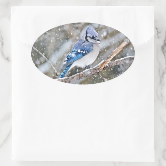 Blaue Jay im Schneesturm Ovaler Aufkleber (Tasche)