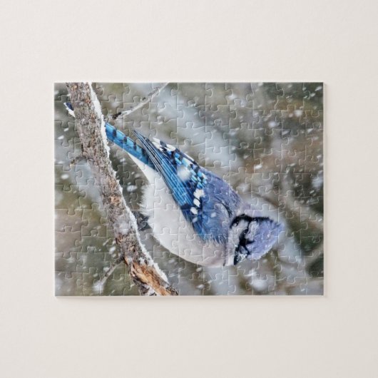 Blaue Jay im Schneesturm Puzzle (Horizontal)