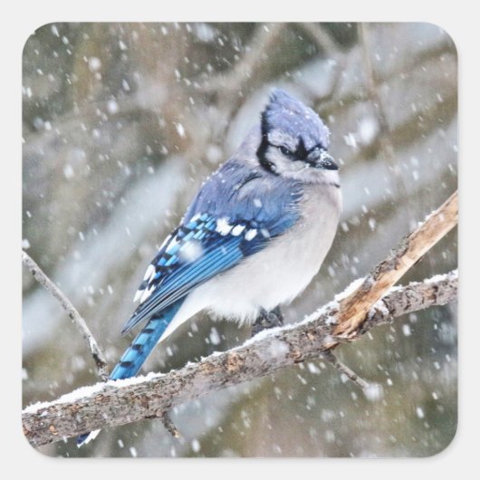 Blaue Jay im Schneesturm Quadratischer Aufkleber (Vorderseite)