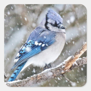 Blaue Jay im Schneesturm Quadratischer Aufkleber