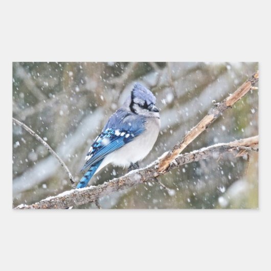 Blaue Jay im Schneesturm Rechteckiger Aufkleber (Vorderseite)