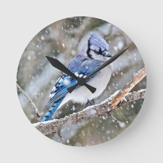 Blaue Jay im Schneesturm Runde Wanduhr (Vorderseite)
