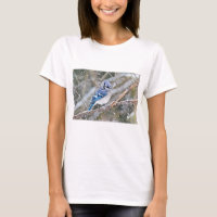 Blaue Jay im Schneesturm