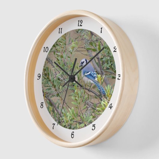 Blaue Jay im südlichen Wachswald Myrtle Wall Clock Uhr (Winkel)