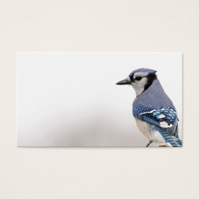Blaue Jay im Winter (Vorderseite)