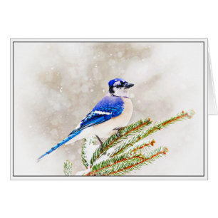 Blaue Jay im Winter
