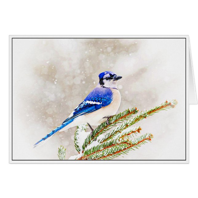 Blaue Jay im Winter (Vorderseite (Horizontal))
