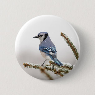 Blaue Jay im Winter Button
