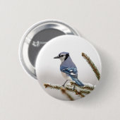 Blaue Jay im Winter Button (Vorne & Hinten)