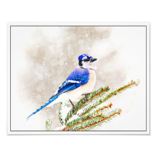 Blaue Jay im Winter Fotodruck