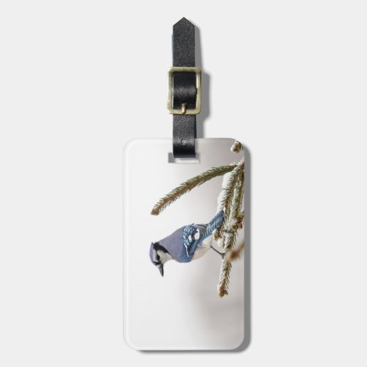 Blaue Jay im Winter Gepäckanhänger (Vorderseite vertikal)