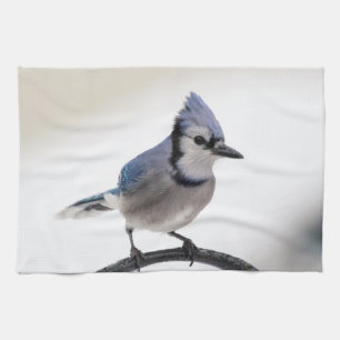 Blaue Jay im Winter Geschirrtuch
