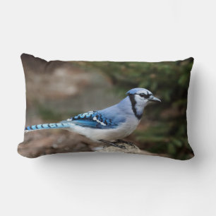 Blaue Jay im Winter Lendenkissen