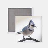 Blaue Jay im Winter Magnet (Vorderseite/Rückseite)