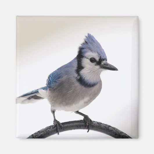 Blaue Jay im Winter Magnet (Vorne)