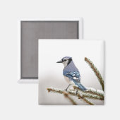 Blaue Jay im Winter Magnet (Vorderseite/Rückseite)