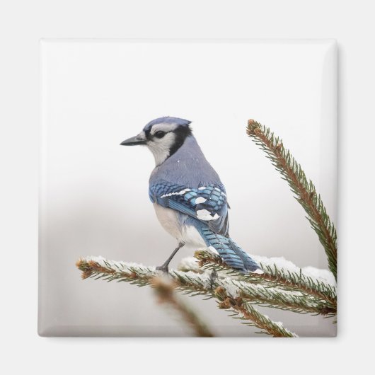 Blaue Jay im Winter Magnet (Vorne)