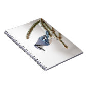Blaue Jay im Winter Notizblock (Rechte Seite)