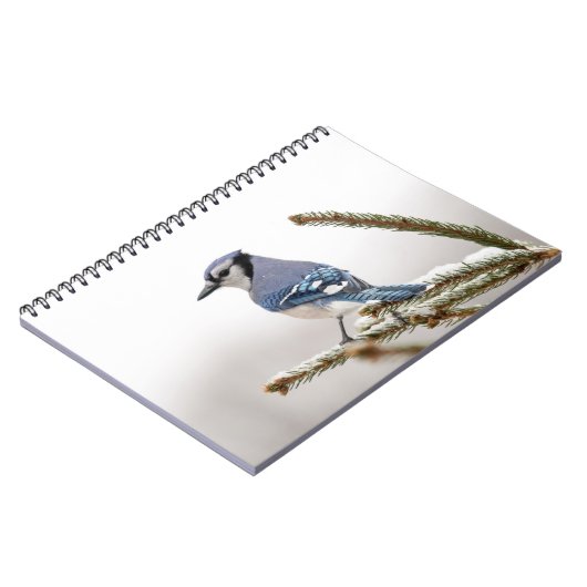 Blaue Jay im Winter Notizblock (Linke Seite)