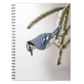 Blaue Jay im Winter Notizblock (Vorderseite)