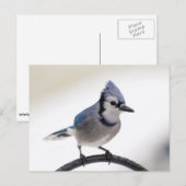 Blaue Jay im Winter Postkarte (Vorne/Hinten)
