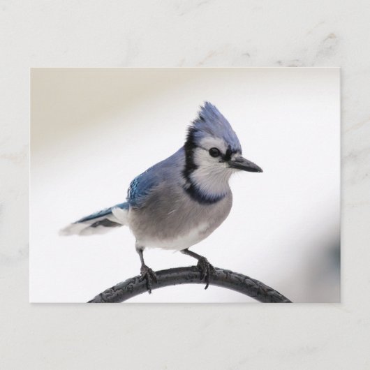Blaue Jay im Winter Postkarte (Vorderseite)