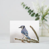 Blaue Jay im Winter Postkarte (Stehend Vorderseite)
