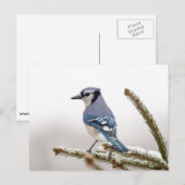 Blaue Jay im Winter Postkarte (Vorne/Hinten)